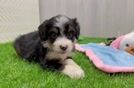 Small Mini Bernedoodle Baby
