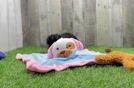 Yorkie Poo Pup Being Cute