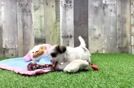 Teddy Bear Puppy for Adoption