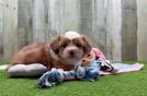 Saussie Pup Being Cute