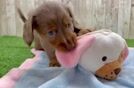 Dachshund Puppy for Adoption