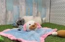 Havapoo Pup Being Cute