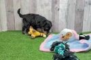 Cute Schnauzer Doodle Poodle Mix Puppy