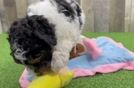 Hypoallergenic Poodle Purebred Pup