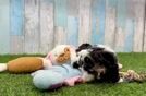 Cavachon Pup Being Cute