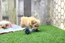 Best Maltipoo Baby
