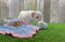 Maltipoo Pup Being Cute