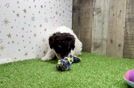 Fluffy Pooodle Purebred Puppy