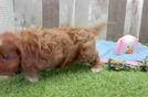Cavapoo Puppy for Adoption