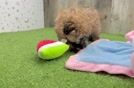 Hypoallergenic Havadoodle Poodle Mix Puppy