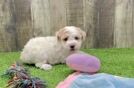 Havapoo Puppy for Adoption