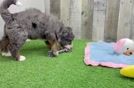 Petite Mini Bernedoodle Poodle Mix Pup