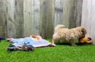 Best Maltipoo Baby