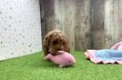Meet Oliver - our Poodle Puppy Video