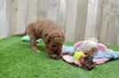 Mini Goldendoodle Pup Being Cute
