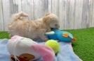 Best Maltipoo Baby