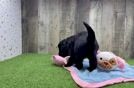 Meet Eiffel - our Mini Goldendoodle Puppy Video