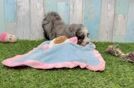 Meet Lauren - our Mini Bernedoodle Puppy Video