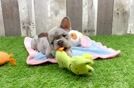 Best French Bulldog Baby