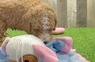 Poodle Puppy for Adoption