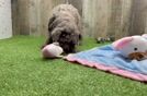 Small Poodle Baby