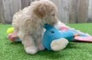 Petite Maltipoo Poodle Mix Pup