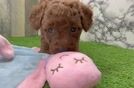 Funny Mini Goldendoodle Poodle Mix Pup