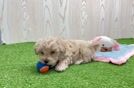 Maltipoo Puppy for Adoption