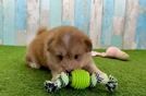 Best Mini Pomskydoodle Baby