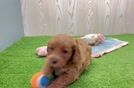 Funny Mini Goldendoodle Poodle Mix Pup