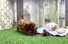 Meet Kandace - our Cavapoo Puppy Video