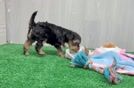 Best Yorkie Poo Baby