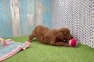 Friendly Mini Goldendoodle Baby