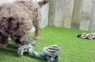 Mini Labradoodle Puppy for Adoption