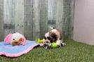 Meet Alexis - our Teddy Bear Puppy Video