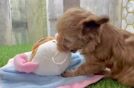 Cavapoo Puppy for Adoption