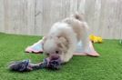 Energetic Shih Poo Poodle Mix Puppy