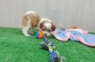 Meet Fleur - our Shih Poo Puppy Video