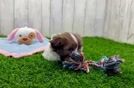 Havashu Puppy for Adoption