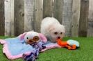 Maltese Puppy for Adoption