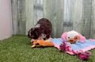 Best Mini Aussiedoodle Baby