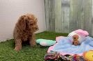 Cavapoo Puppy for Adoption