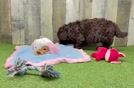 Mini Labradoodle Pup Being Cute
