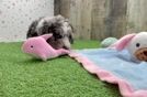 Mini Sheepadoodle Puppy for Adoption