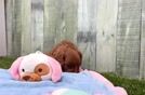 Meet Jenny - our Cavapoo Puppy Video