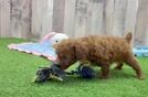 Friendly Poodle Baby