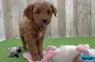 Best Mini Goldendoodle Baby