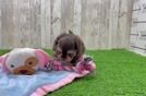 Happy Shih Poo Baby