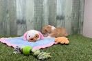Little Aussiepoo Poodle Mix Puppy