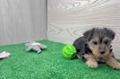 Little Yorkie Poodle Mix Poodle Mix Puppy